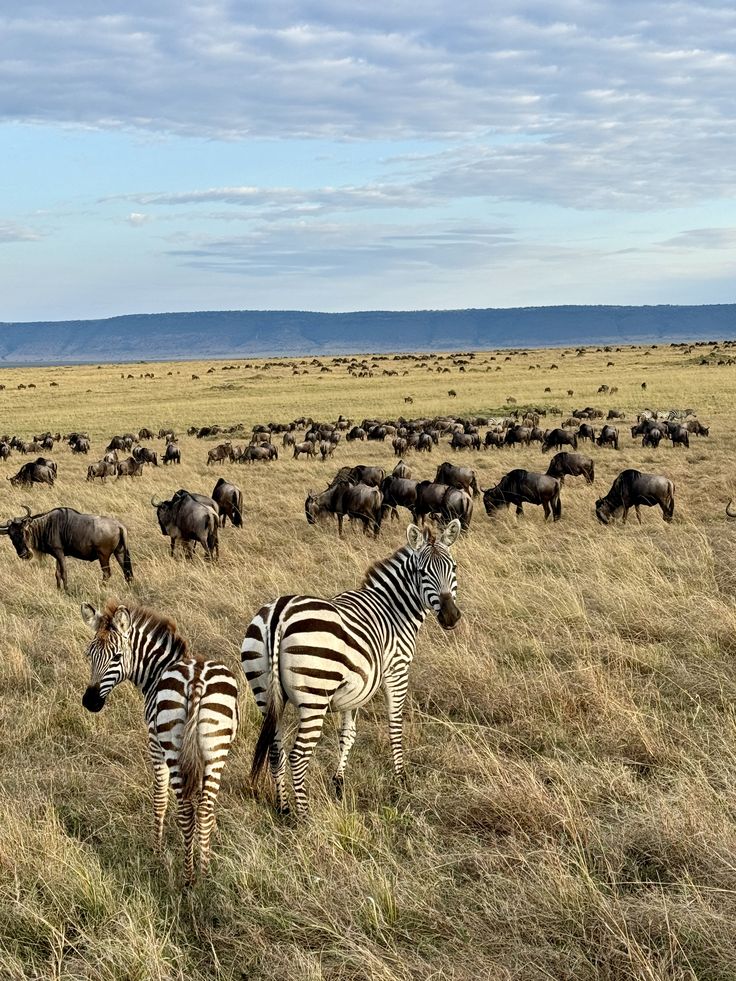 Maasai Mara